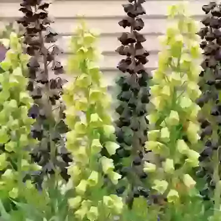 Mixed